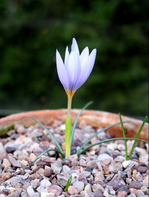 Crocus longiflorus